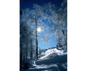 Zimska idila na Menini planini  Winteridyll in Menina planina  Winter at Menina planina